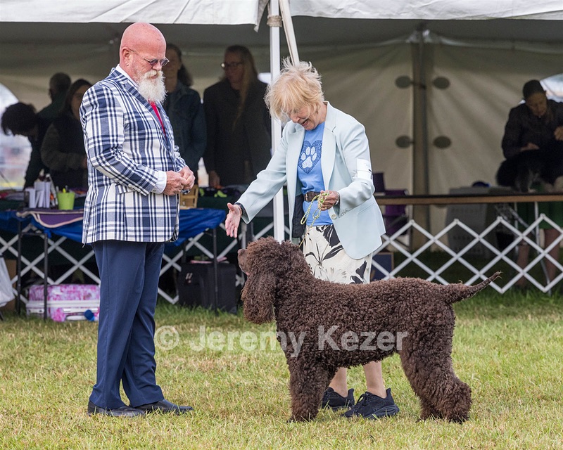 07 - GCH CH CASTLEHILL'S RAMBLIN' RAFAEL O'CRISPIN BN (Rafi)