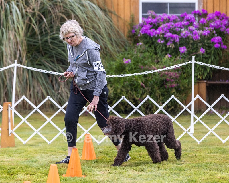 2201 - GCH CH MACH ARROYO'S BEGIN THE BEGUINE MXS MJS MXP MJP MXF T2B2 (Porter)