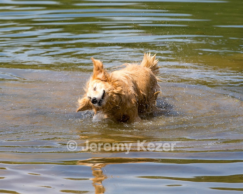 Tori