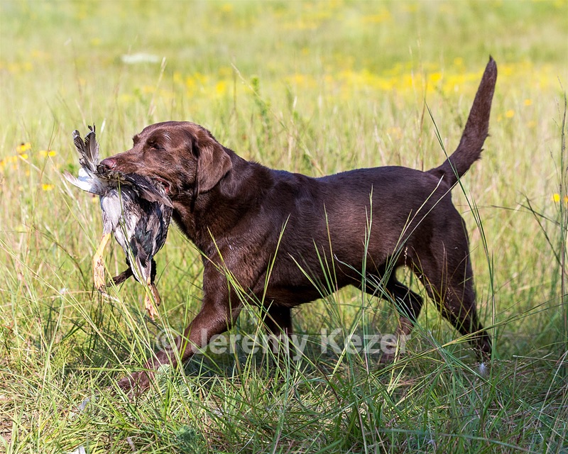 Hershey Mizak