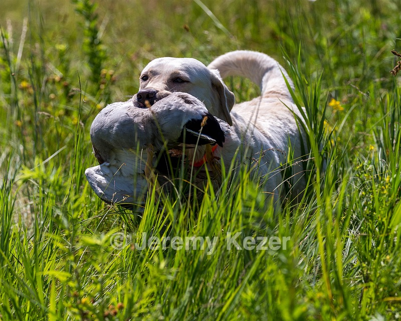 Nore