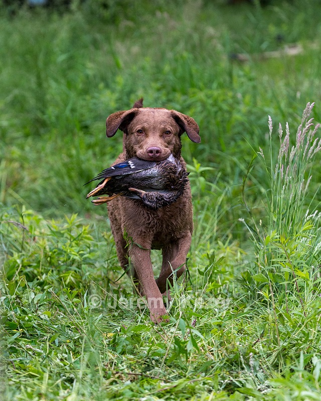 Hunter Law