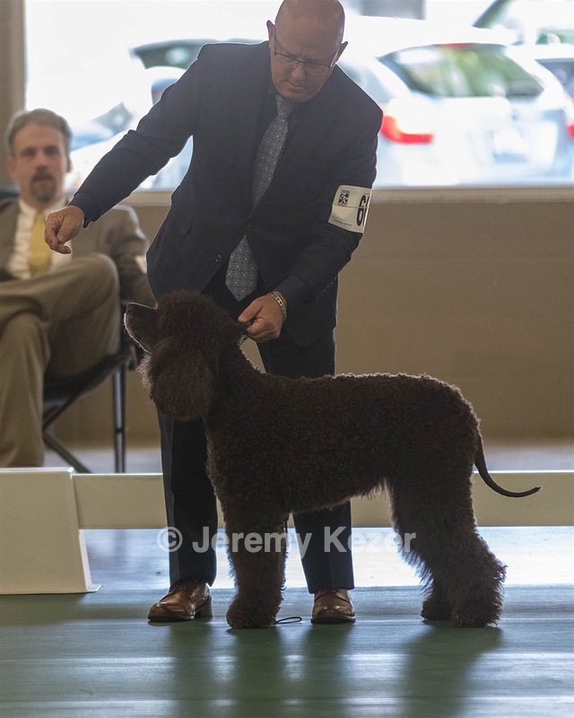 66 - GCH CH BLACKTHORN'S KEEVA CROMPTON AX AXJ XF RN CGC (Keeva)