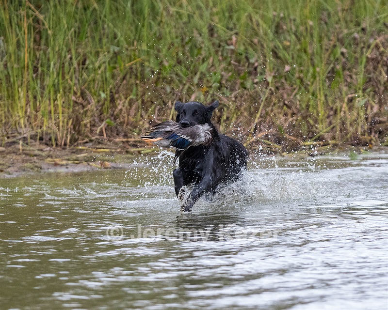 Maude