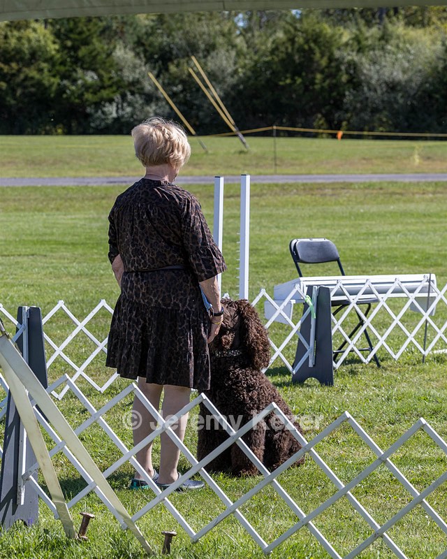 GCH CH CASTLEHILL'S RAMBLIN' RAFAEL O'CRISPIN BN (Rafi)
