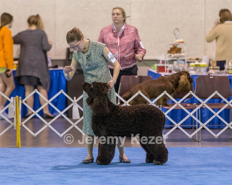 19 - GCH CH Axelhurn Now I'm Here (Marcus)