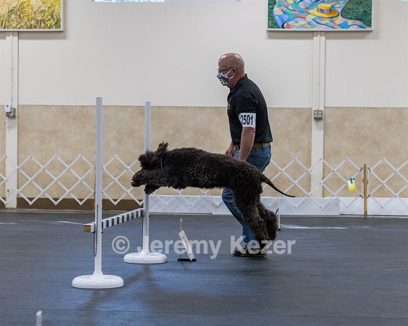 2501 - GCH CH BLACKTHORN'S KEEVA CROMPTON RM AX AXJ XF TKN (Keeva)