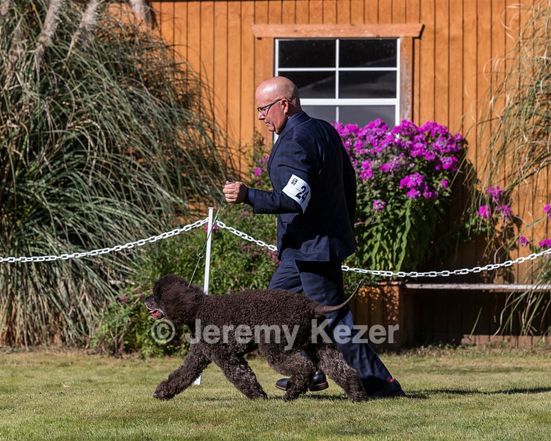 24 - GCH CH BLACKTHORN'S KEEVA CROMPTON RM AX AXJ XF TKN (Keeva)