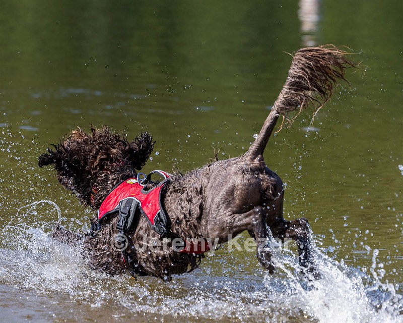Keeli Gushue
