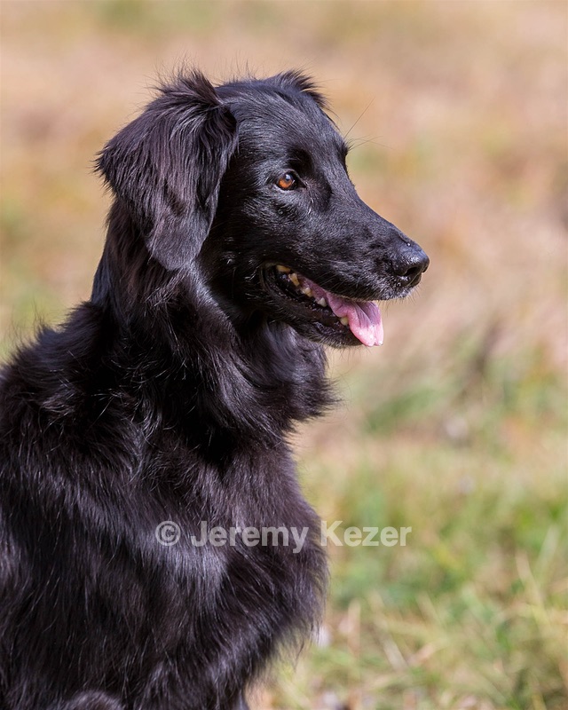 Maude
