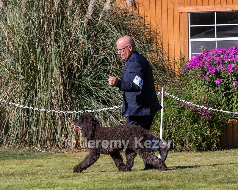 24 - GCH CH BLACKTHORN'S KEEVA CROMPTON RM AX AXJ XF TKN (Keeva)