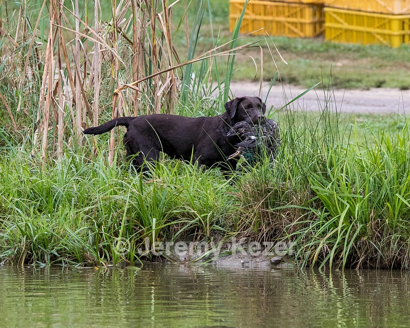 Katlee