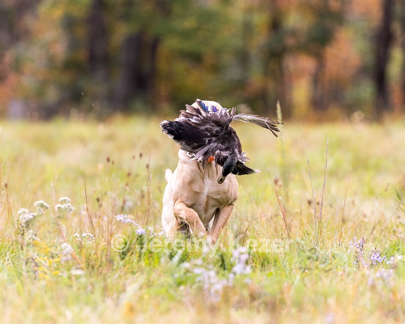 Rooster Johnston