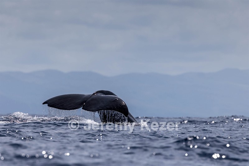Sperm Whale