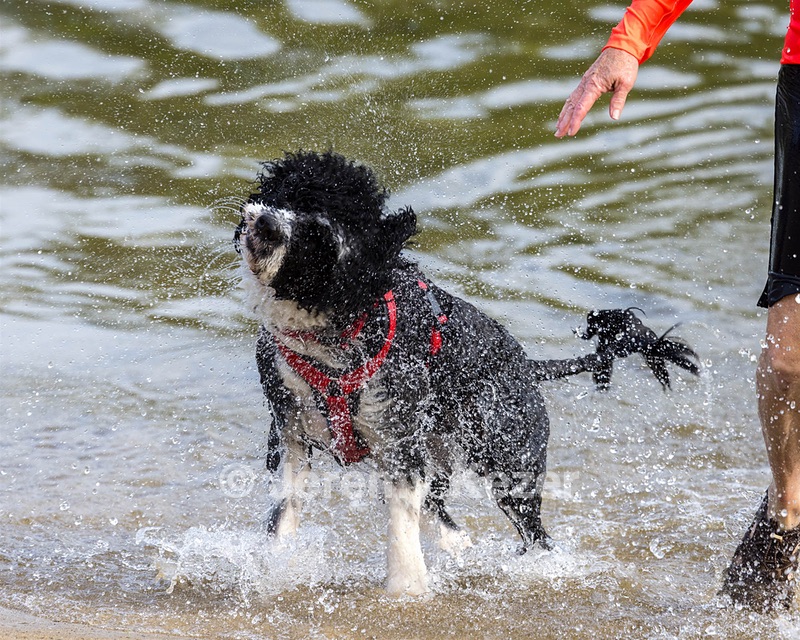 Bodhi Mayo