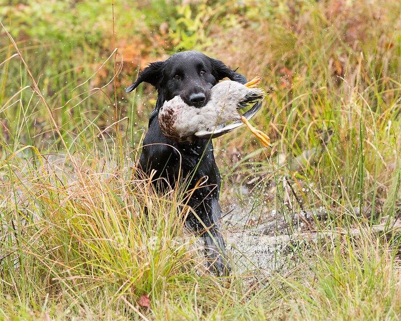 Rudy