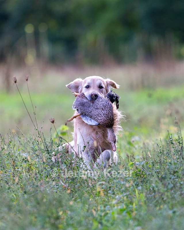 Ghillie Deresienska