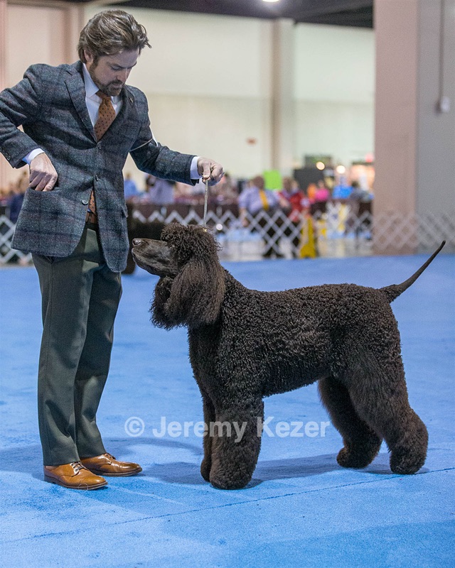 17 - GCH CH Quiet Storm My Boy's Wicked Smart  CGCA TKA (Bayes)