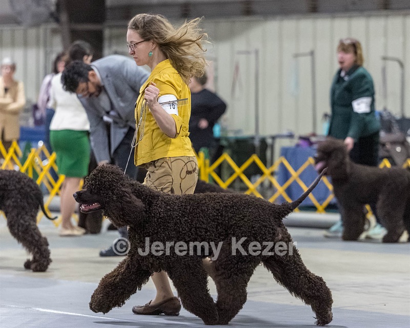 16 - GCH EPIK'S IN OMNIA PARATUS CGC ATT BCAT (Myna)