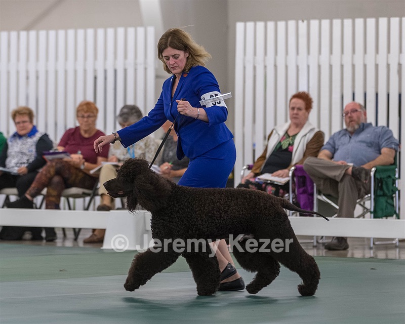 35 - GCHB CH FLINTCREST FULL MONTY (Jonny)