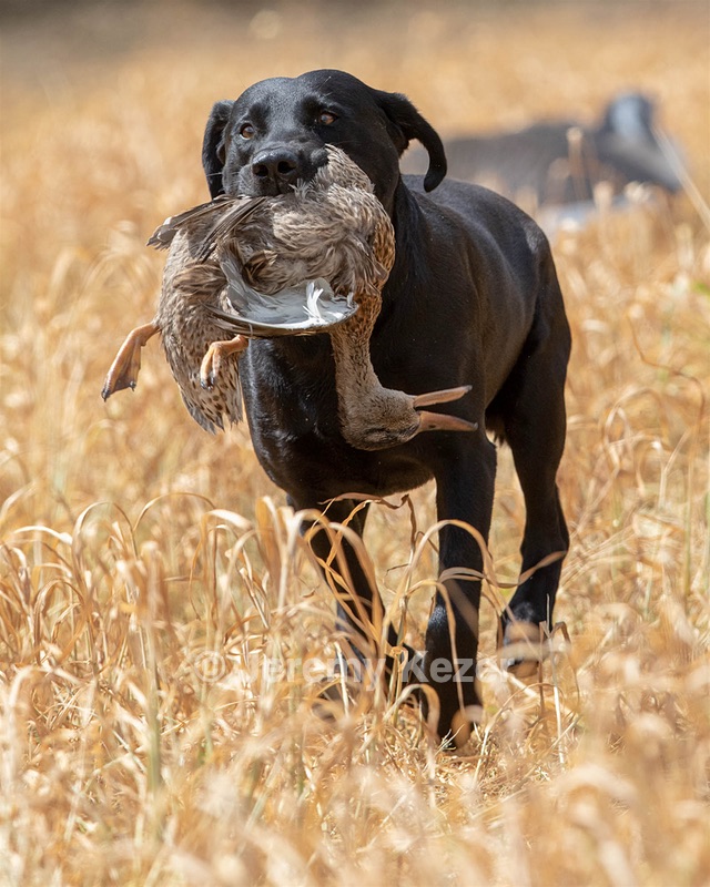 bruin Mitchell