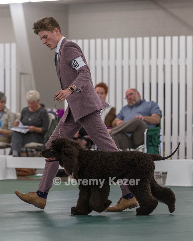 48 - GCH WHISTLE STOP'S TERRA MARIQUE POTENS (Honor)