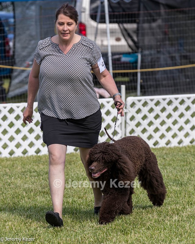41 - GCH CH Brekkon's First Mark BN RN CGC TKN