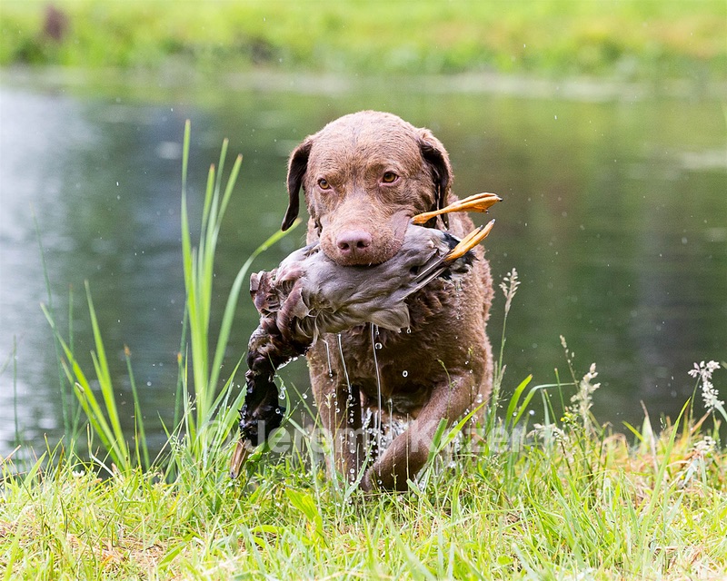 Hunter Law