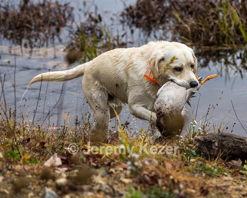 Brian Salemme