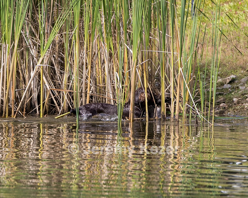 Silvi Dickson