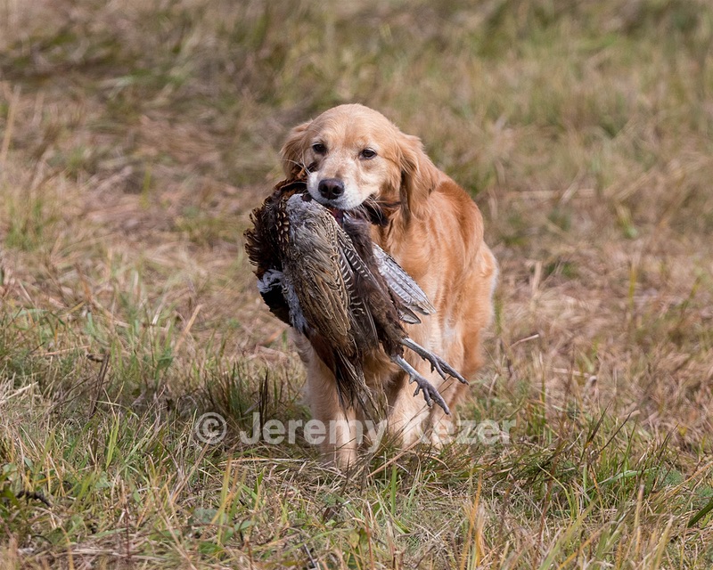 Josie
