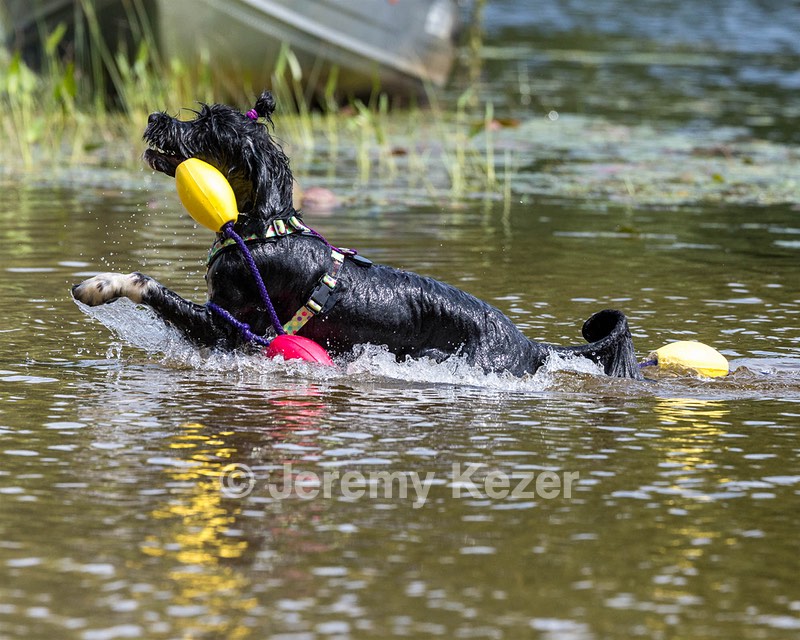 Dottie Notestine