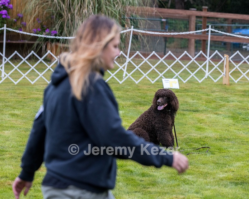 1741 - GCH CH BREKKON'S FIRST MARK CGC