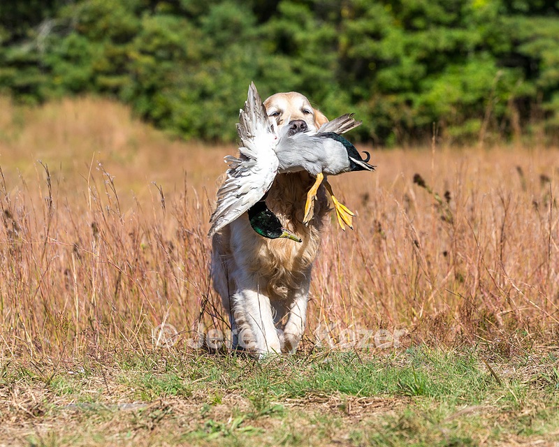 Ghillie Deresienska