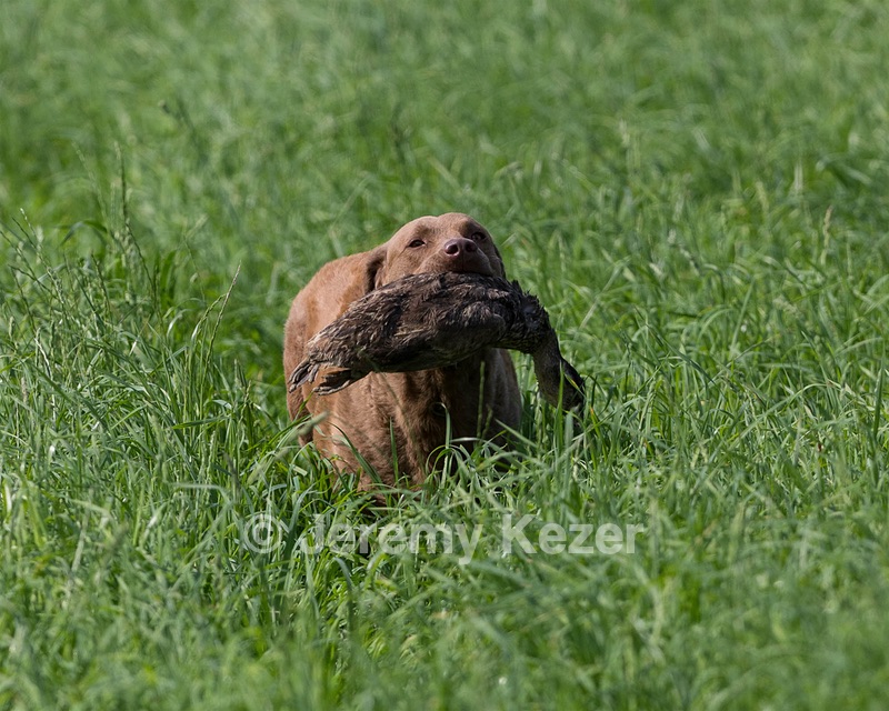 Derby Turcotte