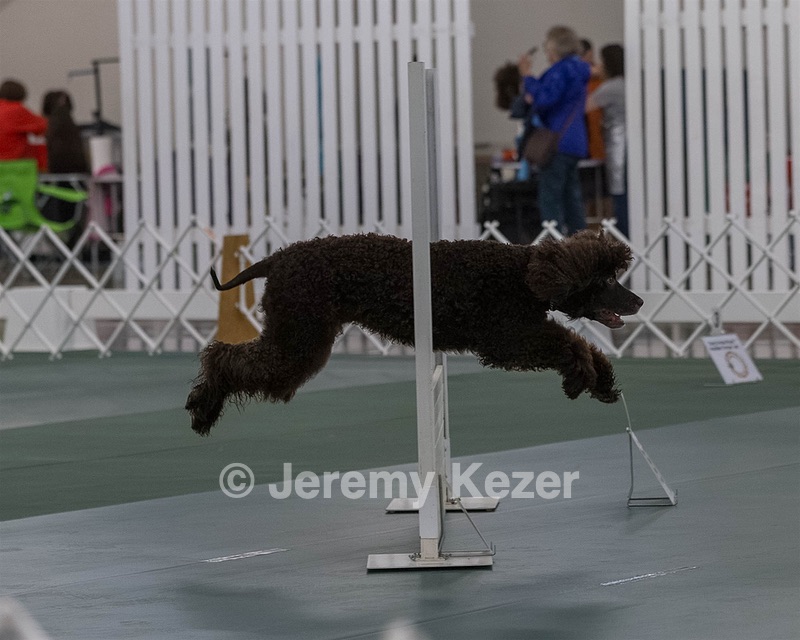 2503 - GCH CH BLACKTHORN'S KEEVA CROMPTON AX AXJ XF RN CGC (Keeva)