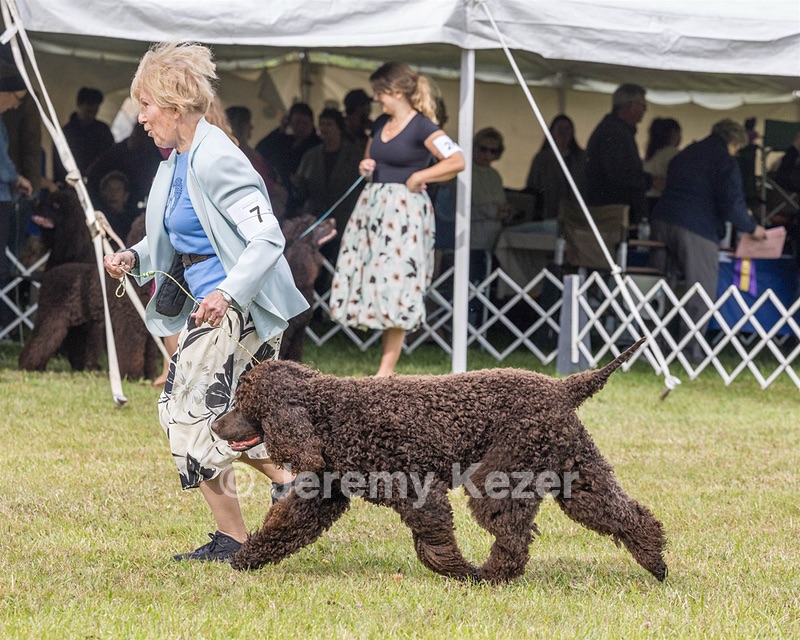 07 - GCH CH CASTLEHILL'S RAMBLIN' RAFAEL O'CRISPIN BN (Rafi)