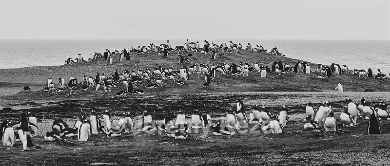Gentoo Penguins, Saunders Island, The Falklands