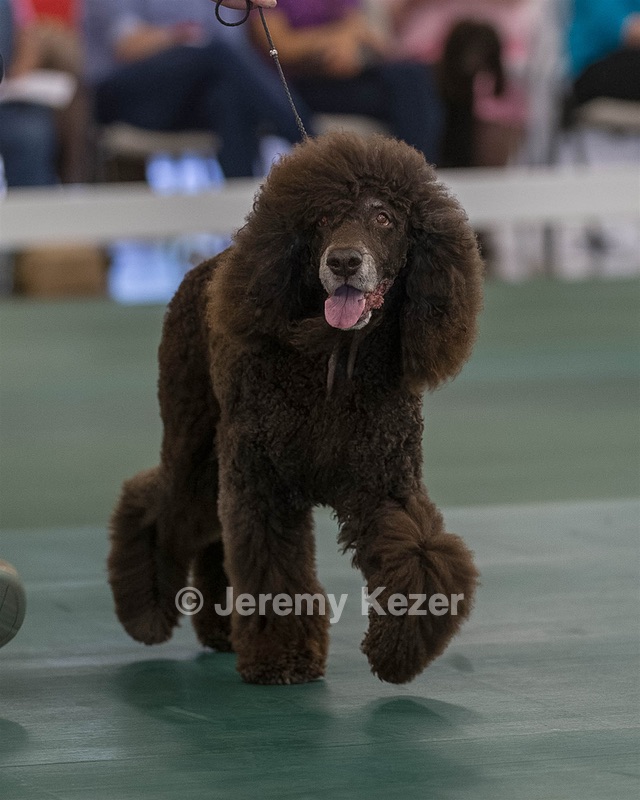 40 - GCH POOLE'S IDE BONNIE BROOK CD RE CGC (Bonnie)