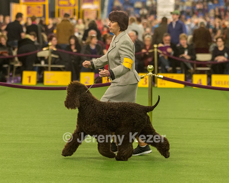 10 - GCH CH Chantico's Shelter From The Storm RN OF AX OAJ CD (Reef)