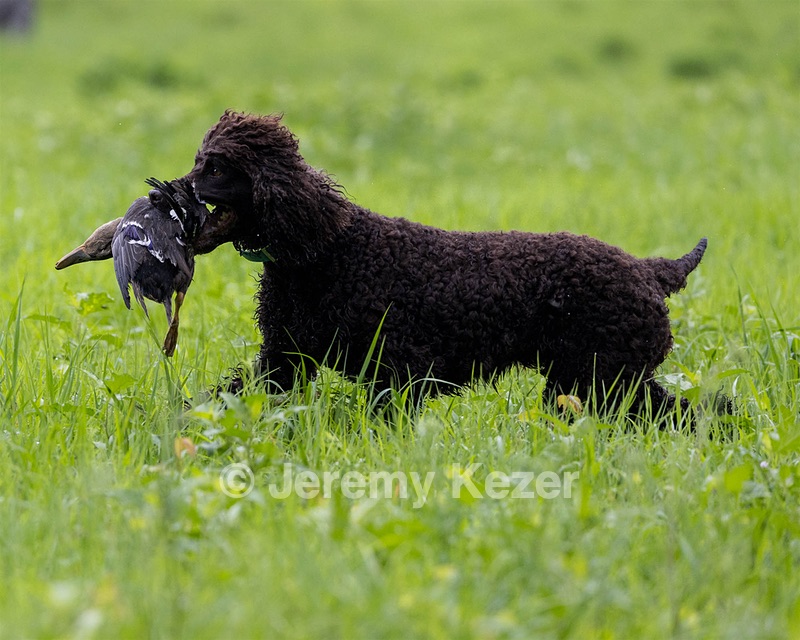 Ghillie Kezer