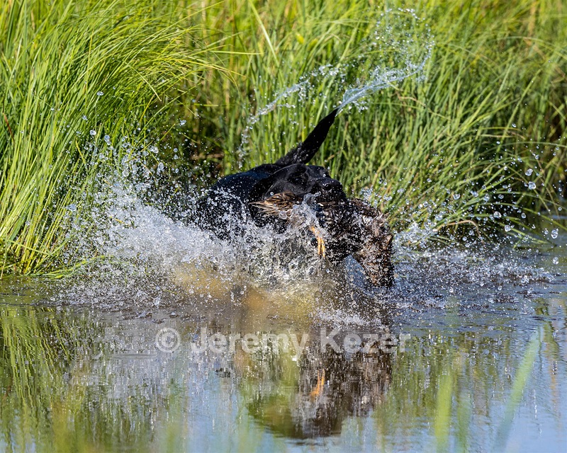 Baloo Amenabar