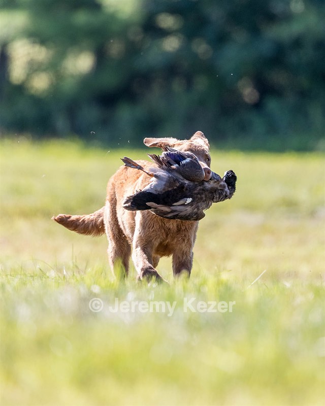 Poacher Bellanceau