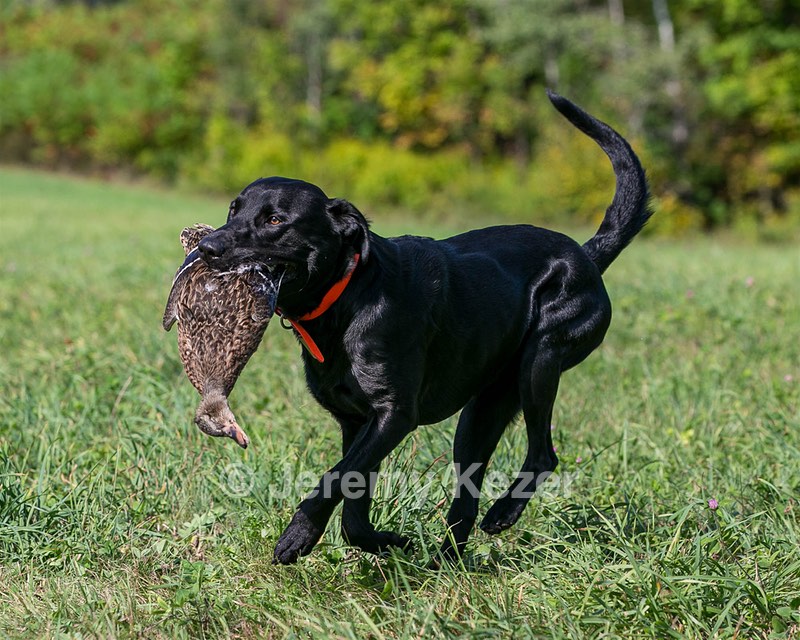 Brutus Culbertson