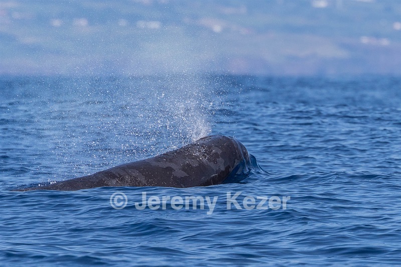 Sperm Whale