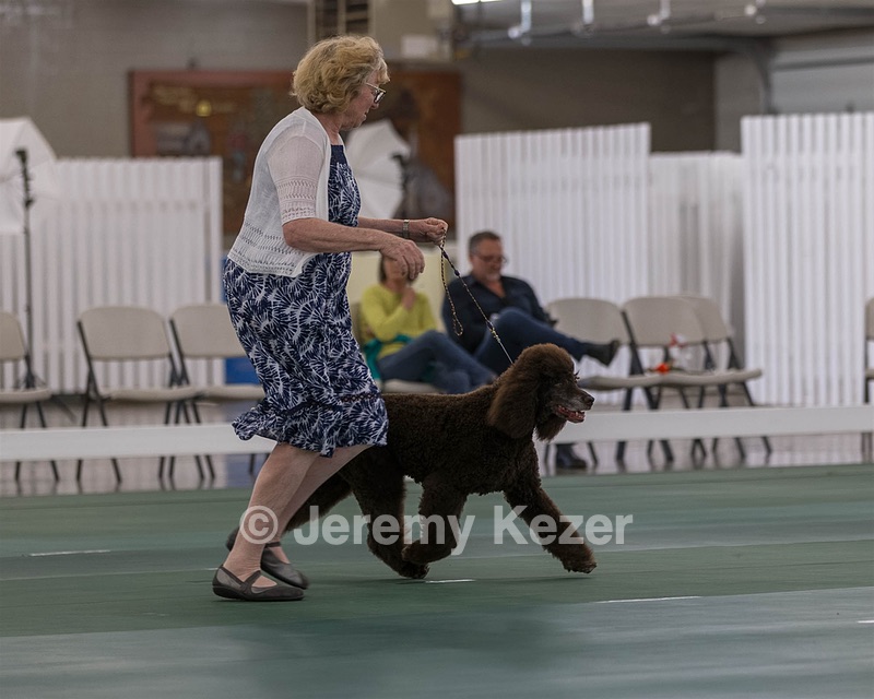 36 - GCH ARROYO'S BEGIN THE BEGUINE AX OAJ NF (Porter)
