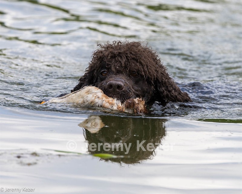 Ghillie