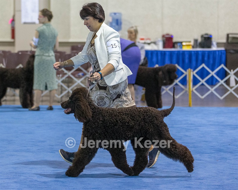 15 - GCH Am/Can CH Chantico's Shelter From the Storm Am/Can CD RN MX AJX OF DS (Reef)