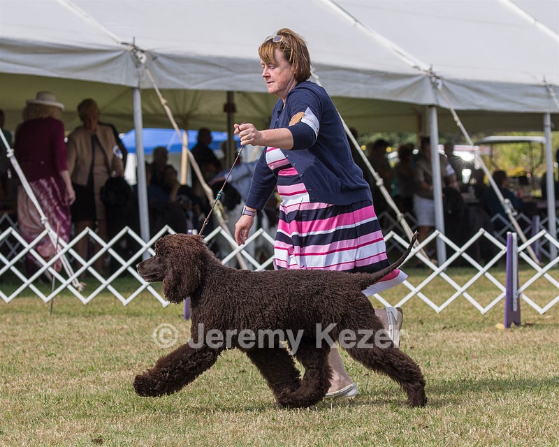 20 - GCH ALL GREEN WI'ENVY V ALPHA NORDIC DS CD RE