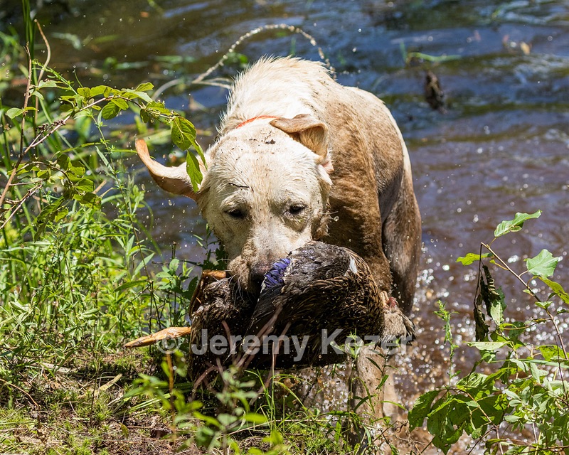 Henry